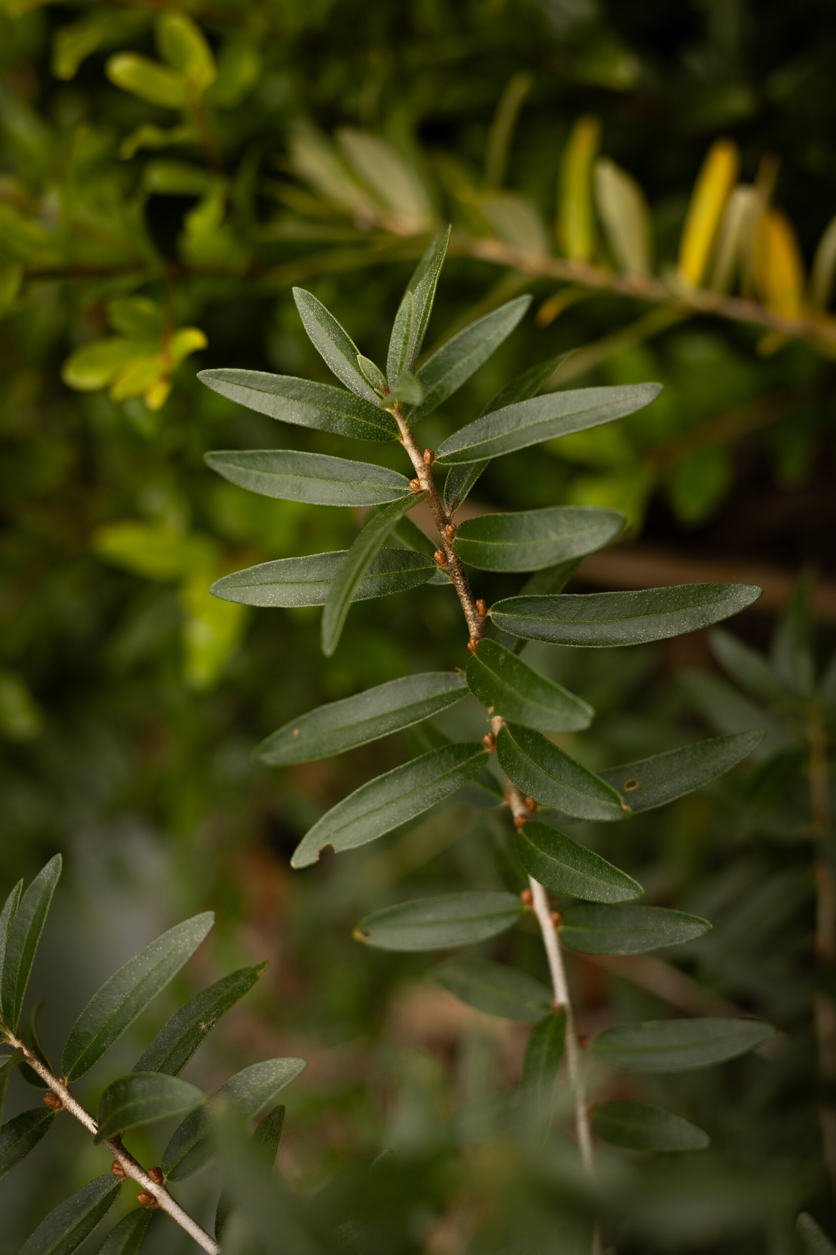 Argousier - Hippophae rhamnoides