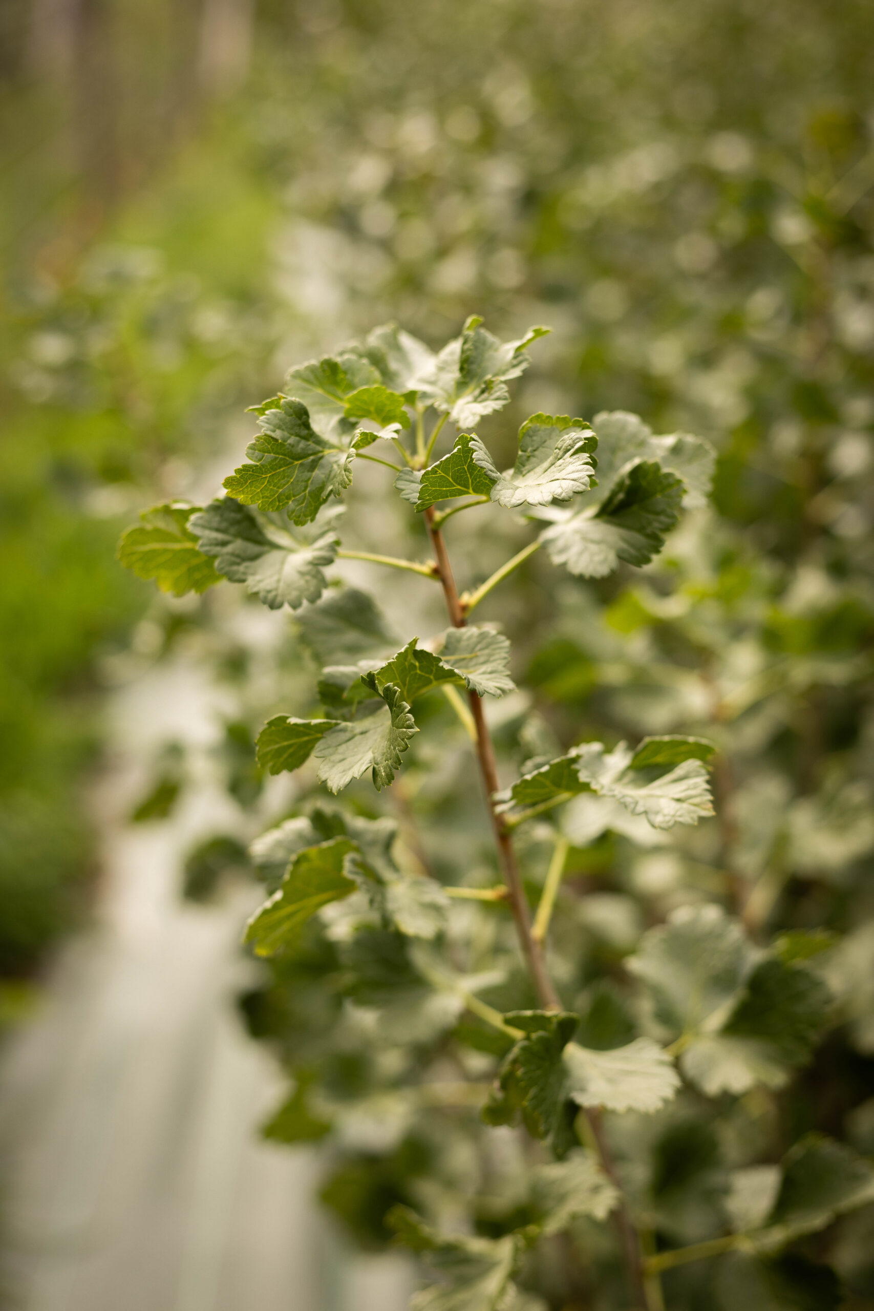 Caseille ‘de Pèire’ - Ribes x nidigrolaria – Image 2