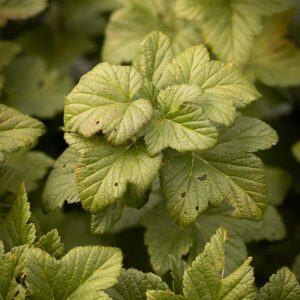 Cassis ‘d’Edwige’ – Ribes nigrum