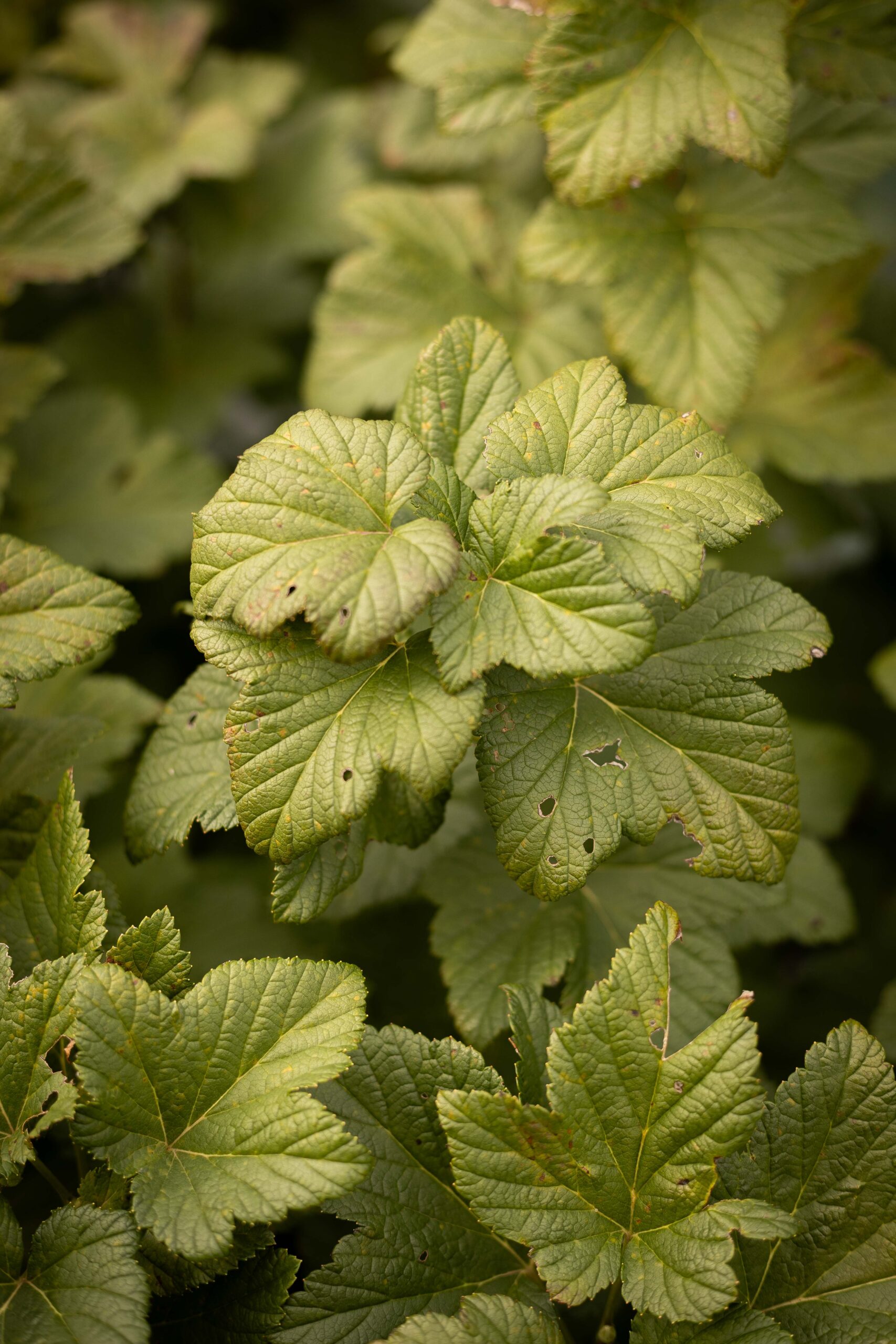 Cassis ‘d’Edwige’ - Ribes nigrum