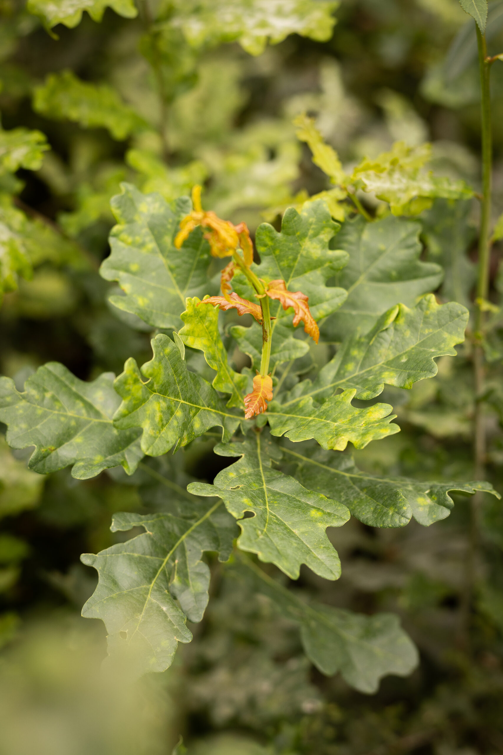 Chêne pédonculé – Image 3