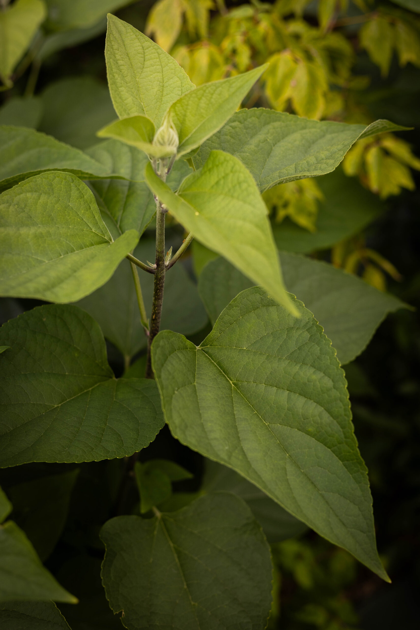 Clérodendron - Clerodendrum