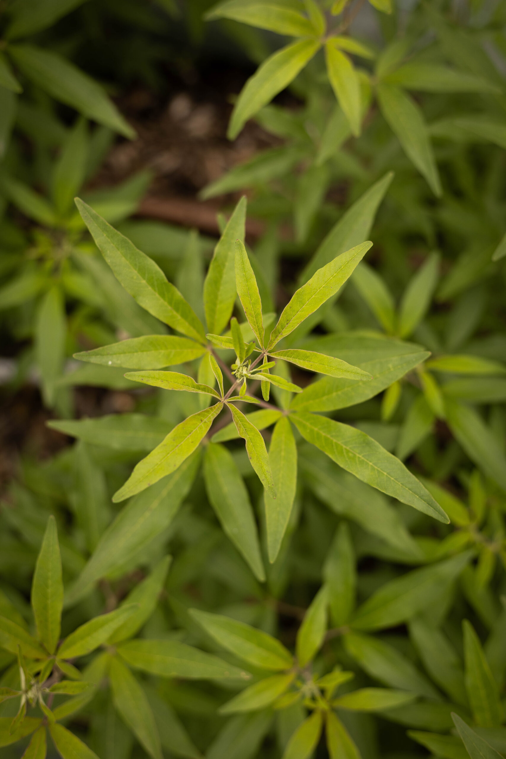 Gattilier - Vitex agnus castus