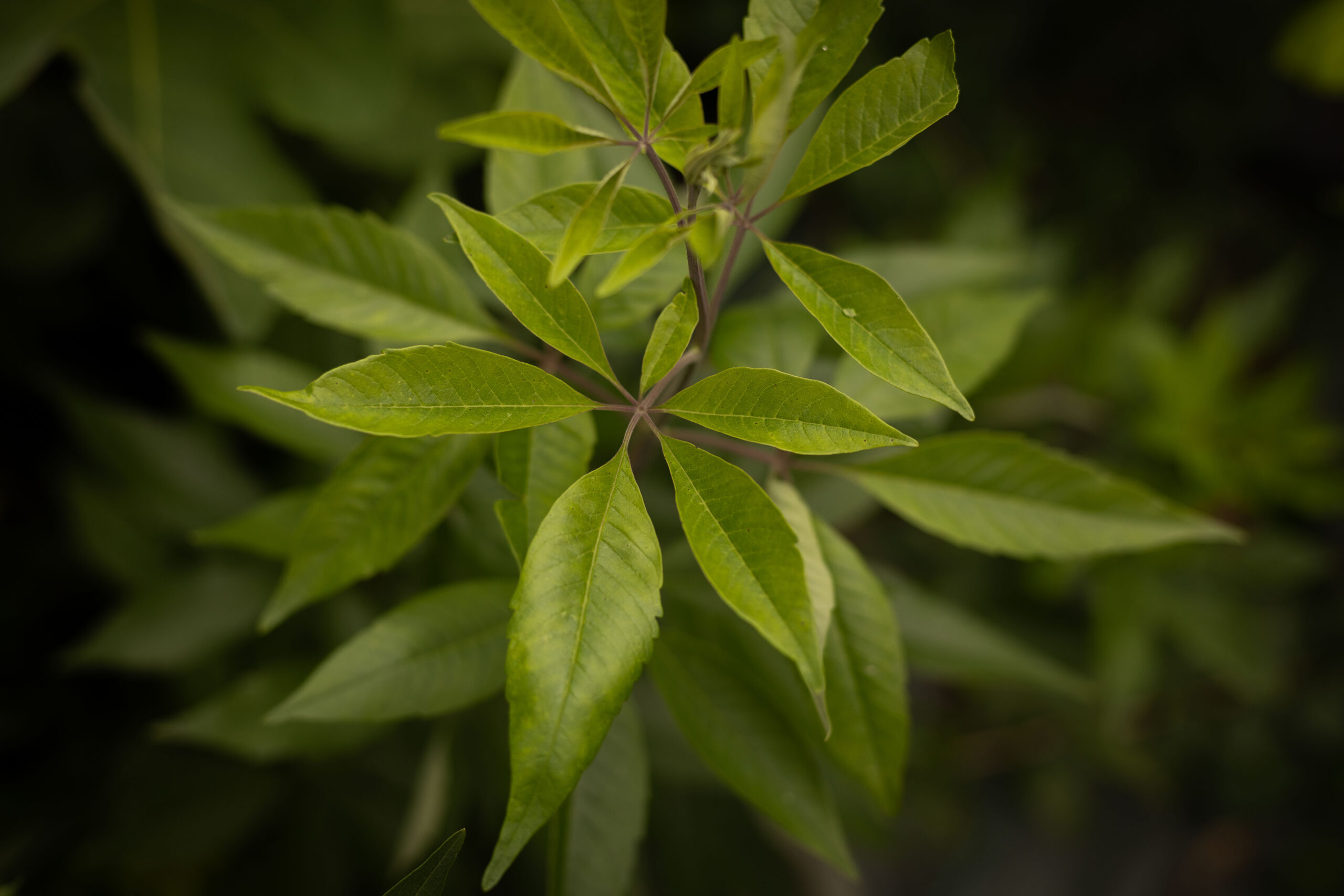 Gattilier - Vitex agnus castus – Image 2