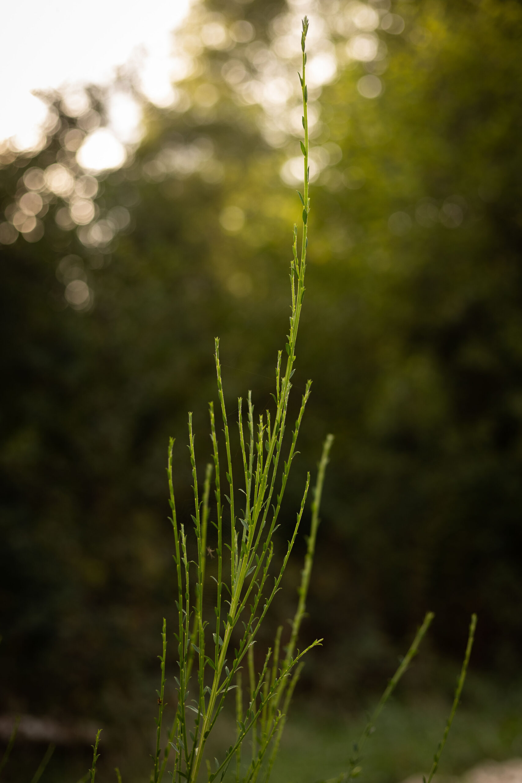 Genêt à balais - Cytisus scoparius – Image 4