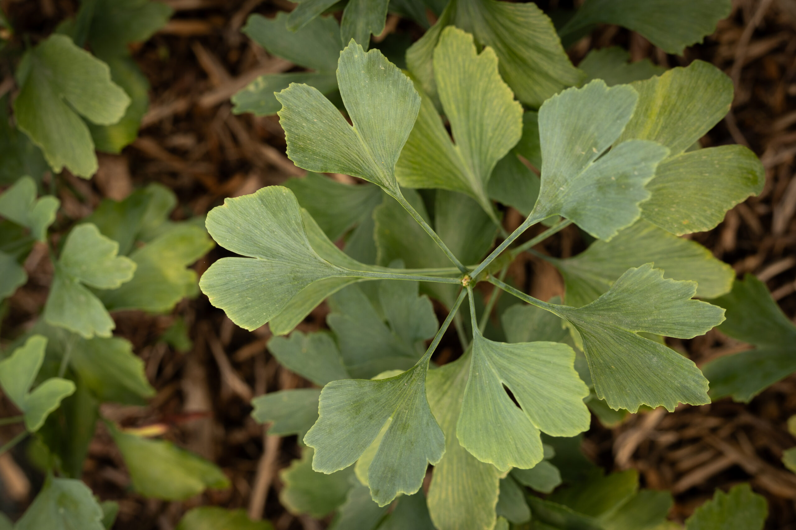 Ginkgo - Ginkgo Biloba – Image 4