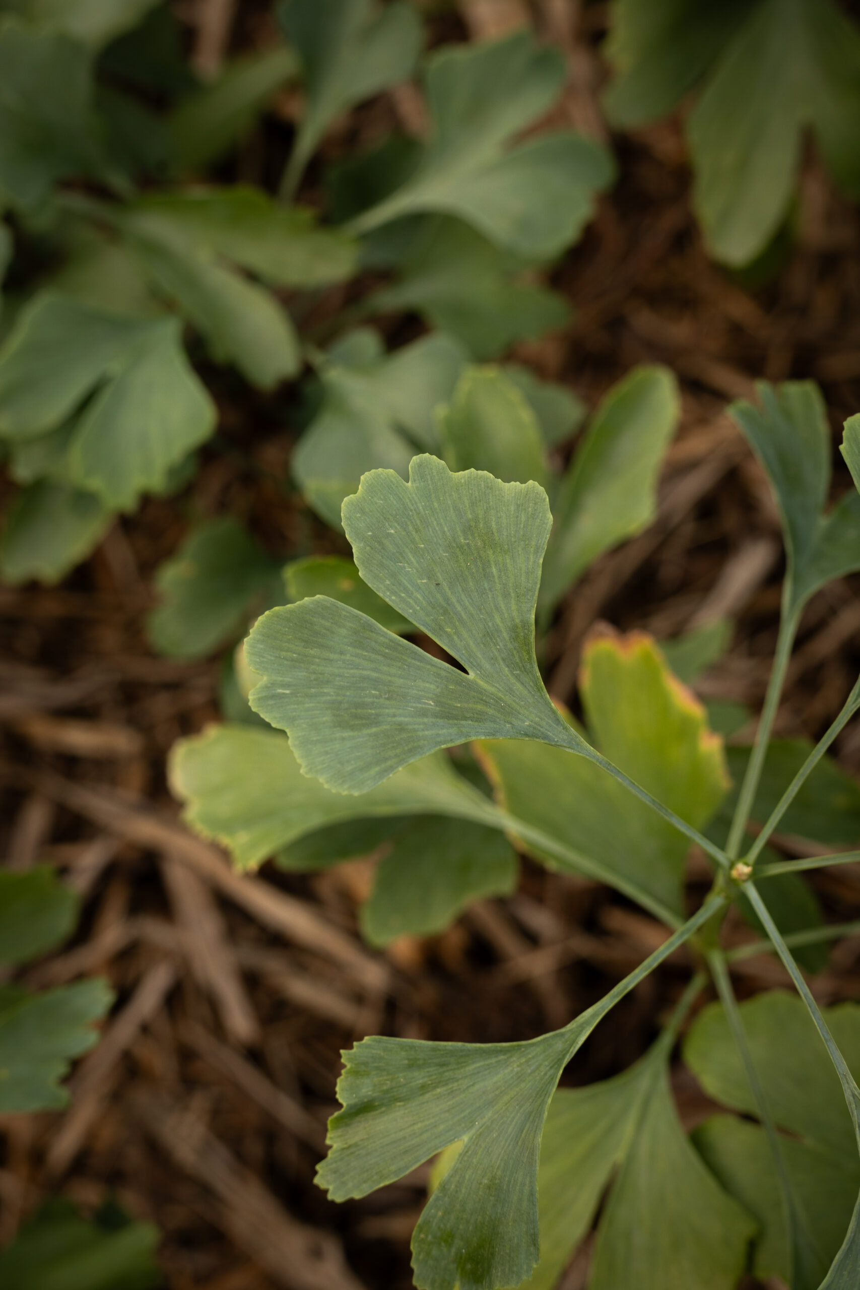 Ginkgo - Ginkgo Biloba – Image 2
