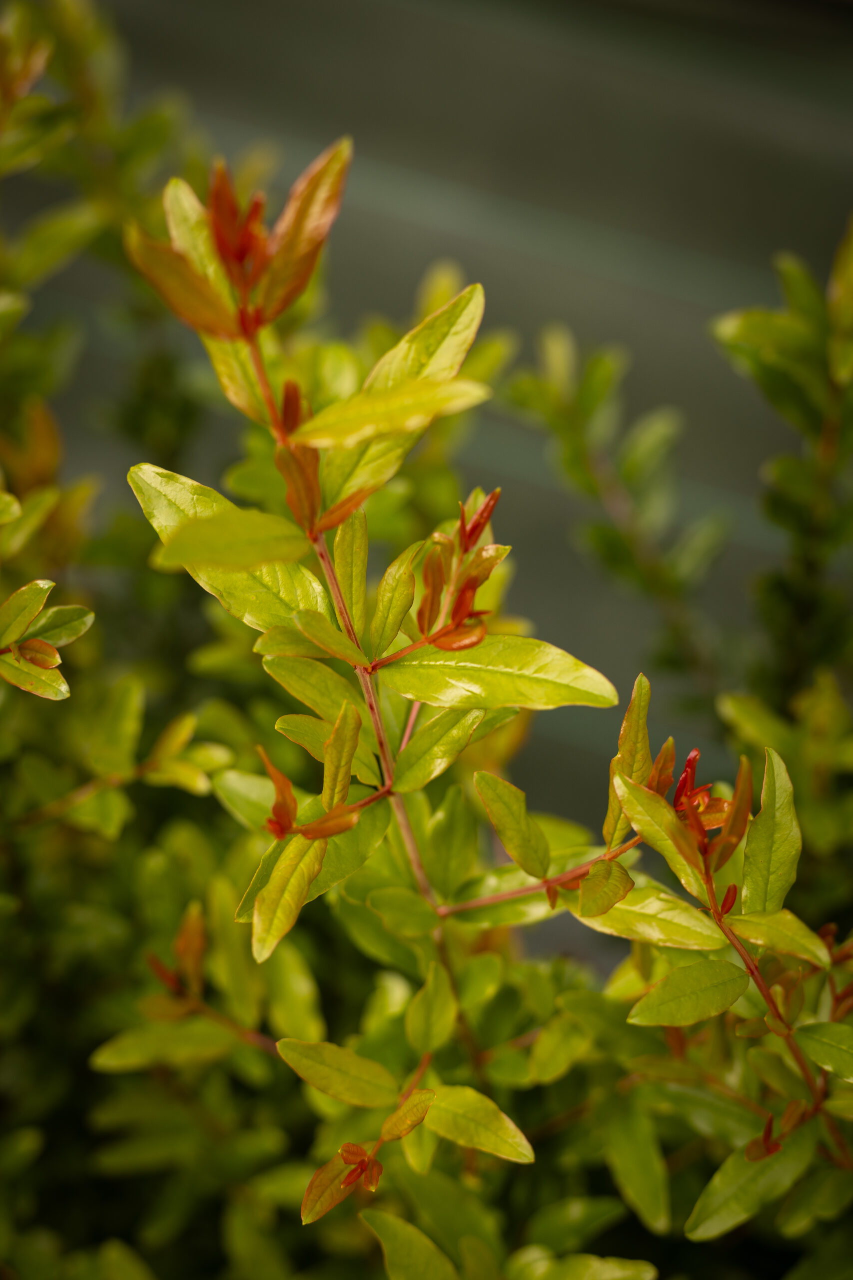 Grenadier - Punica granatum – Image 3