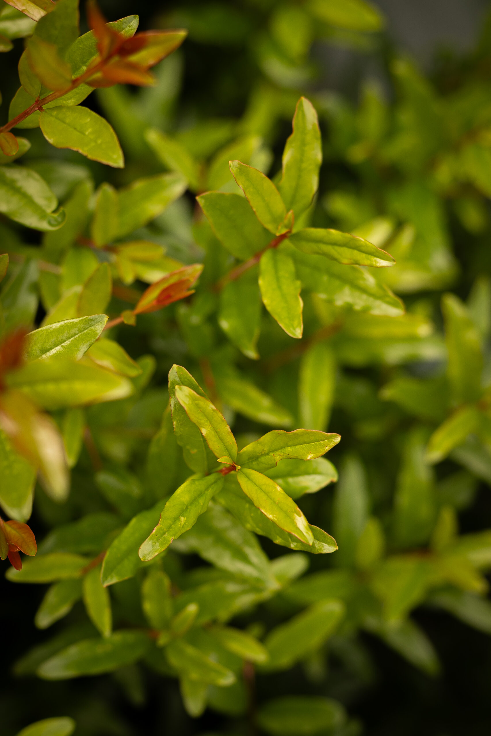 Grenadier - Punica granatum