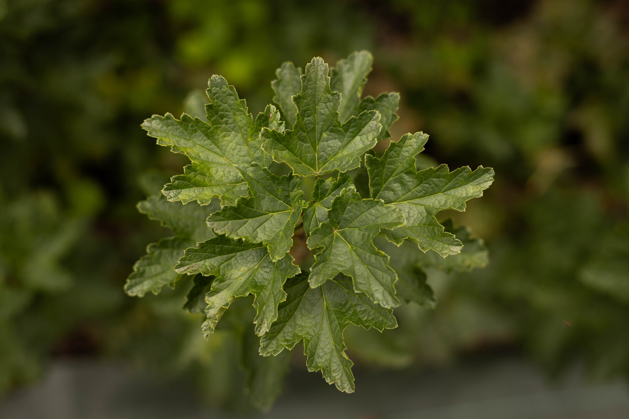 Groseille ‘Blanche de Pages’ - Ribes rubrum – Image 4