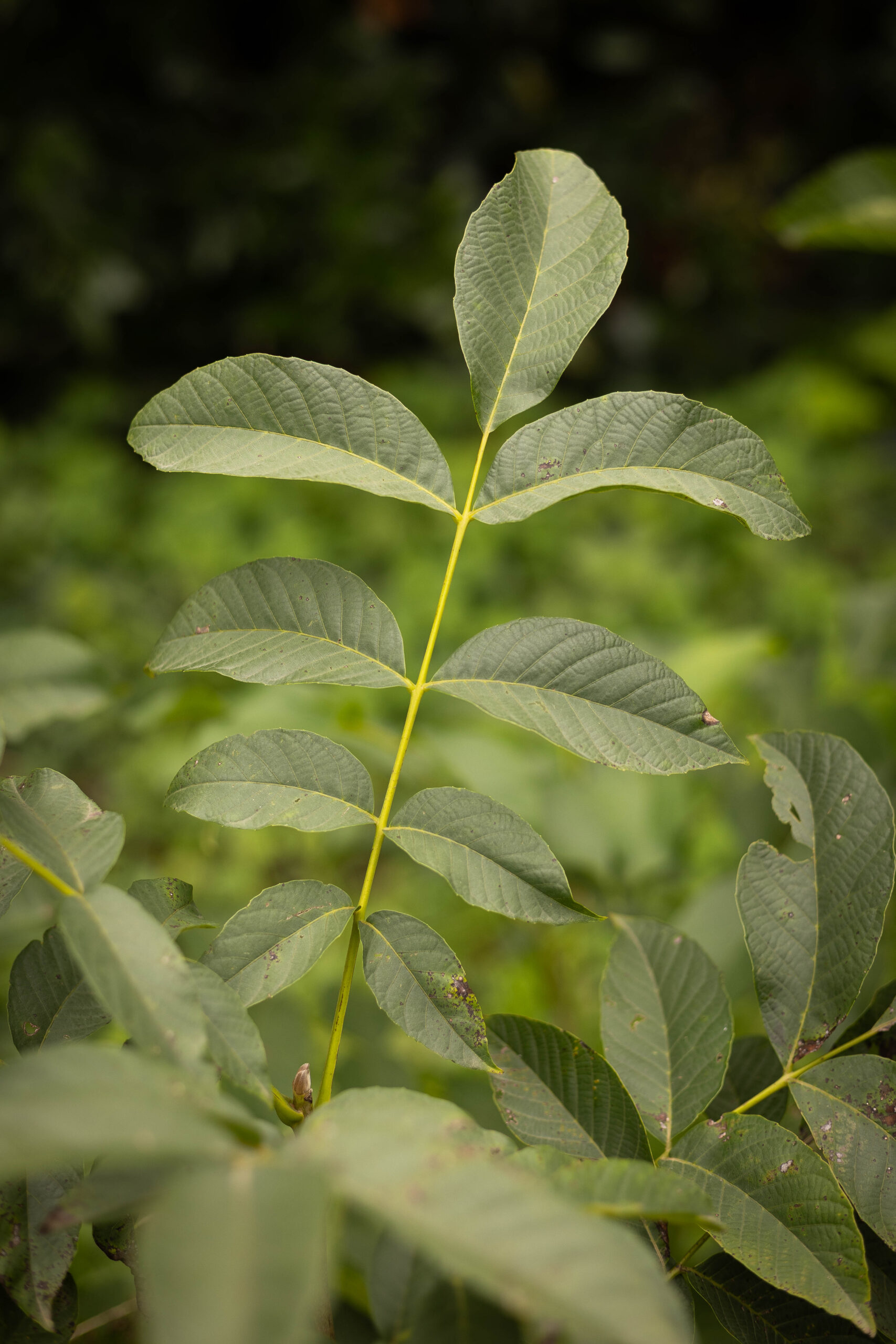 Noyer commun - Juglans regia – Image 3