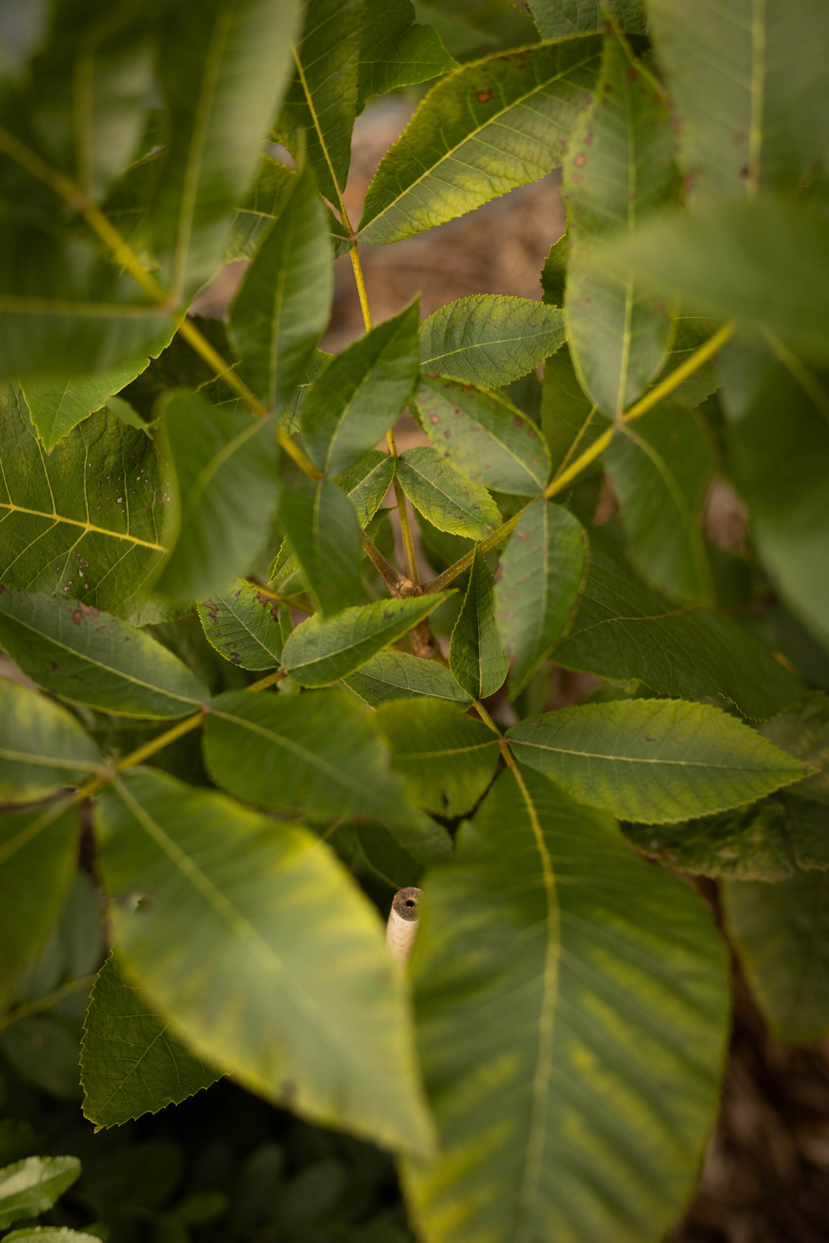 Noyer commun - Juglans regia – Image 2