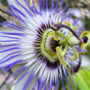 Passiflore – Passiflora caerulea