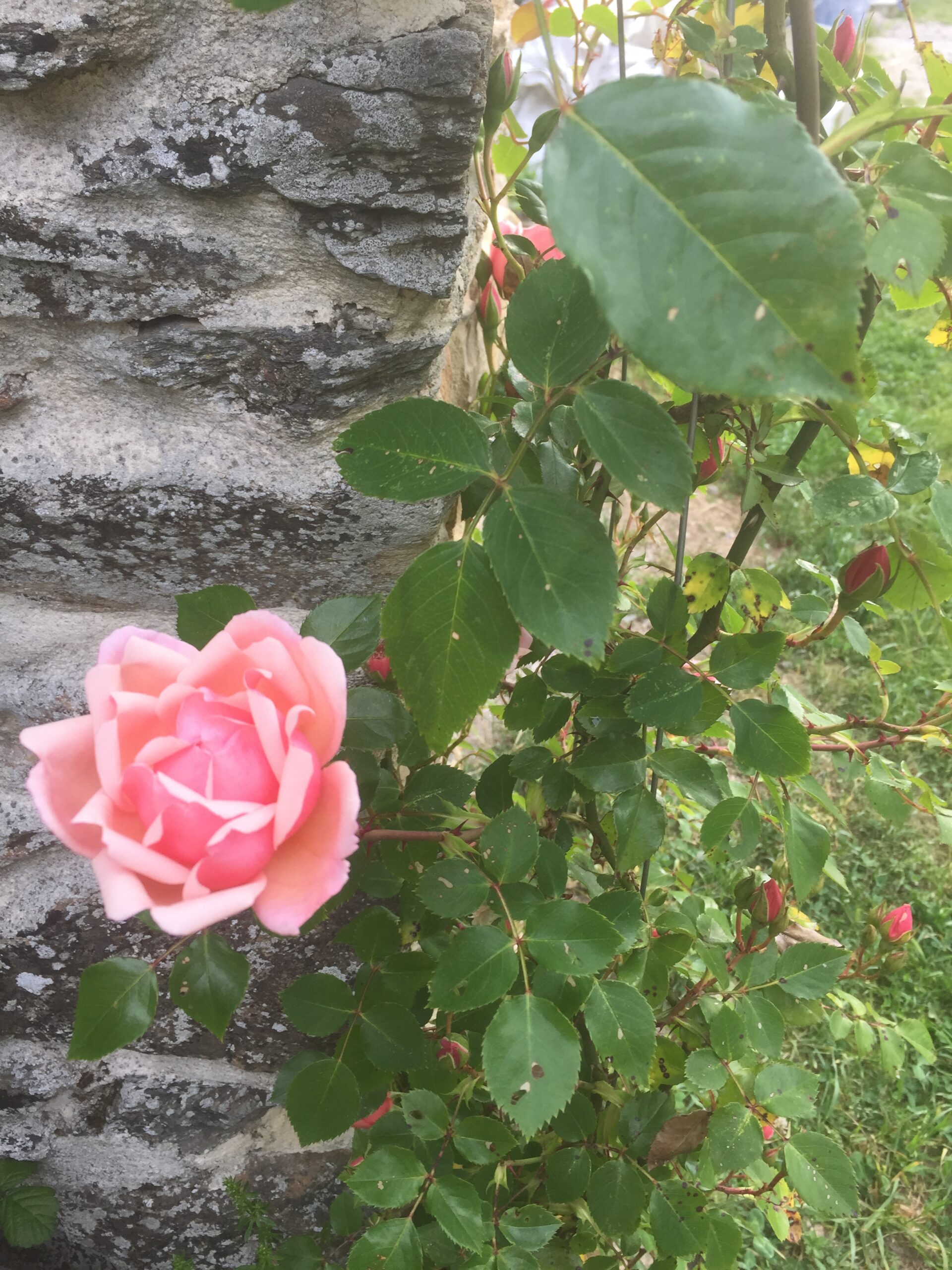 Rosier ‘de Brigitte’ - Rosa – Image 2