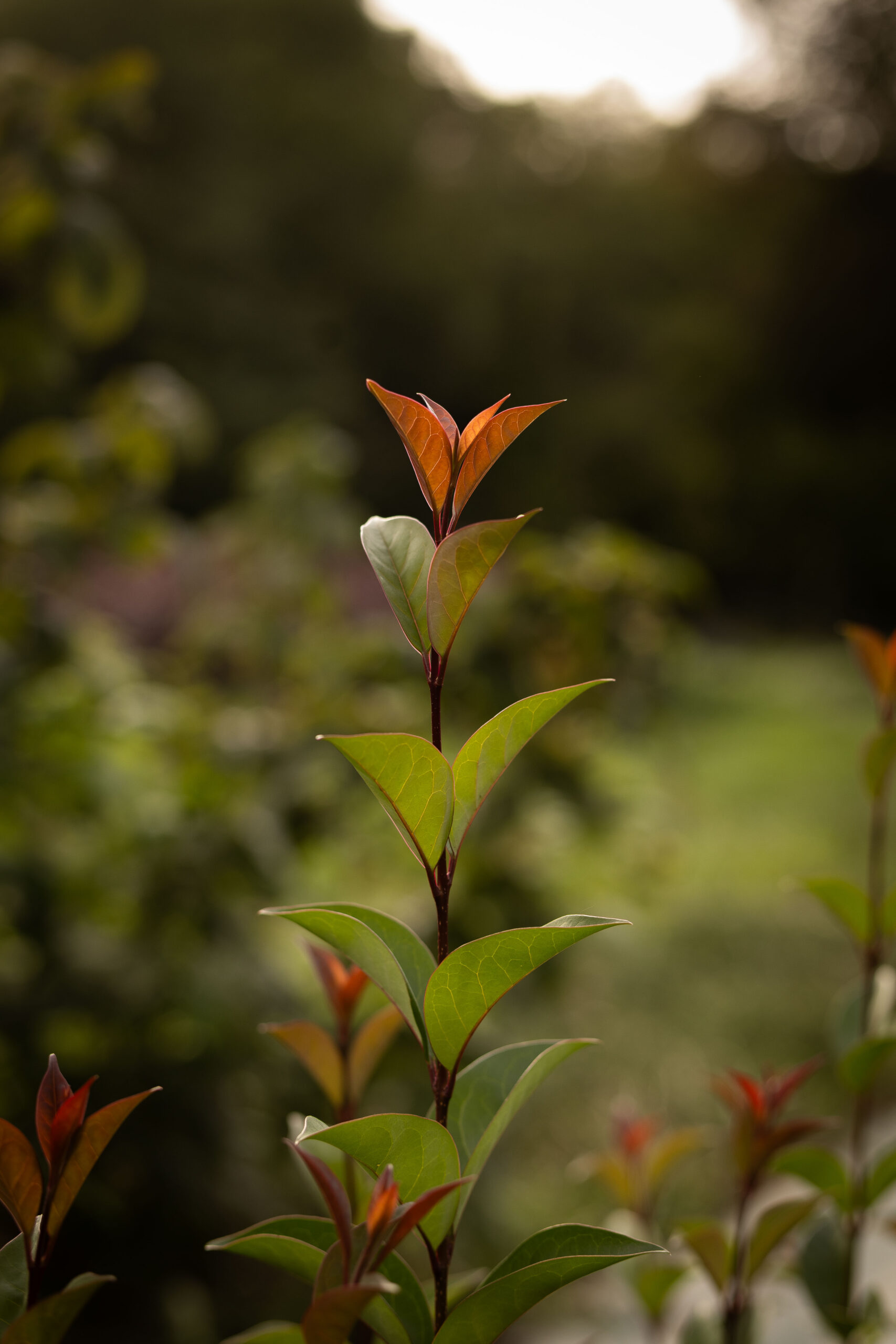 Troène de chine - Ligustrum Lucidum – Image 3