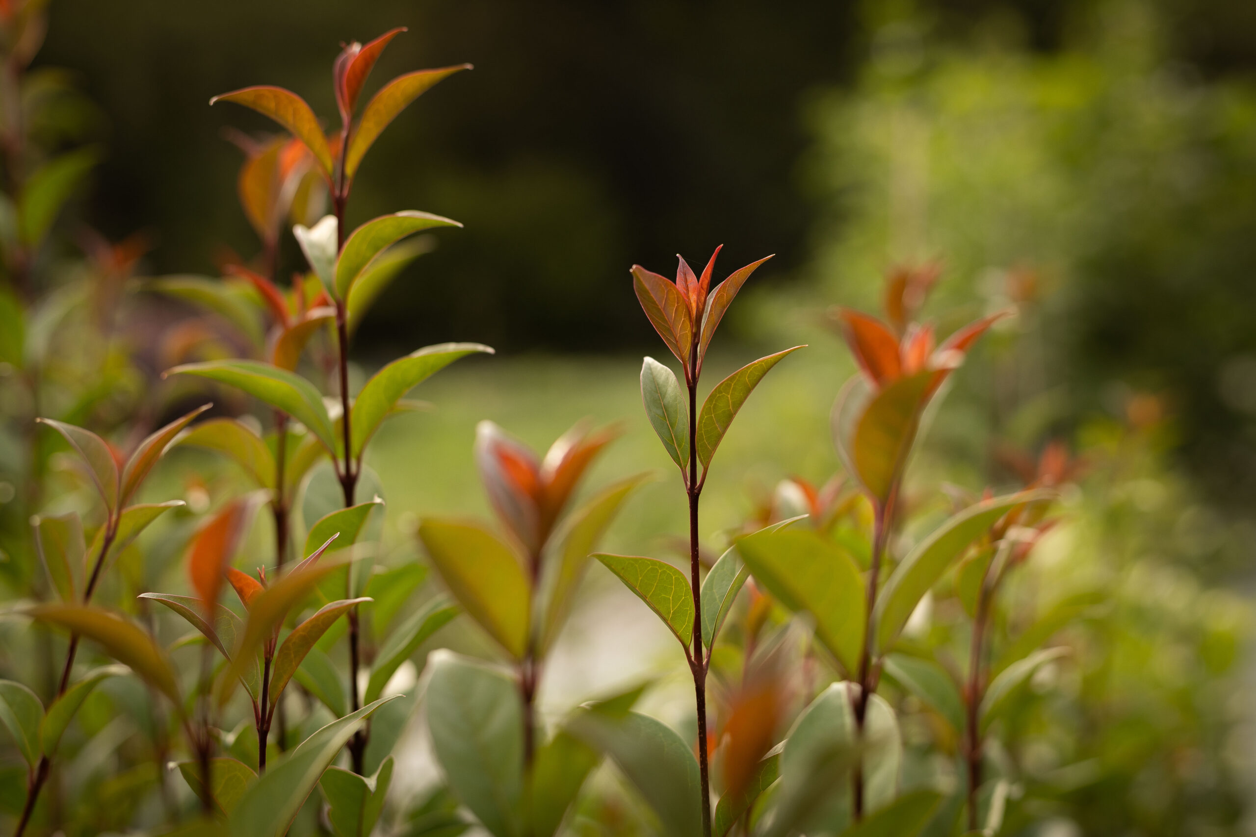 Troène de chine - Ligustrum Lucidum