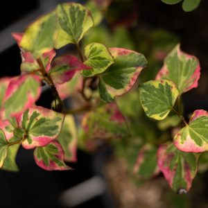 Coriandres des bois panachée - Houttuynia cordata