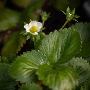 Fraisier Garriguette (2)