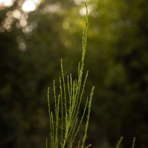 Genêt à balais - Cytisus scoparius (3)