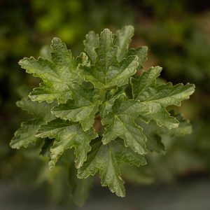 Groseille ‘Junifer’ - Ribes rubrum