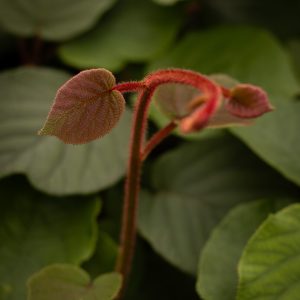 Kiwi femelle ‘Hayward’ - Actinidia deliciosa (4)