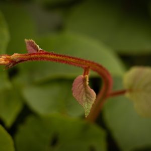 Kiwi femelle ‘Hayward’ - Actinidia deliciosa (5)