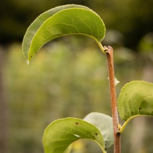 Nashi ‘Shinko’ - Pyrus pyrifolia (2)