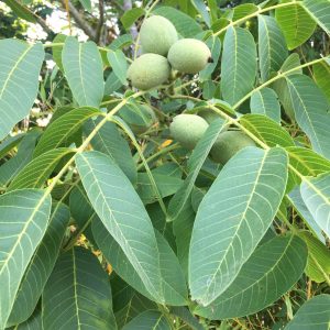 Noyer commun - Juglans regia (4)
