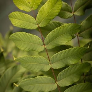 Noyer noir - Juglans nigra (2)