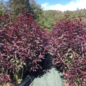 Pêcher à feuilles pourpres - Prunus persica rubira (5)