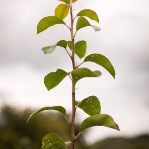 Poirier ‘Beurré Morettini’- Pyrus communis (2)