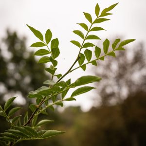 Poivrier de Sichuan’ - Zanthoxylum Piperitum (3)