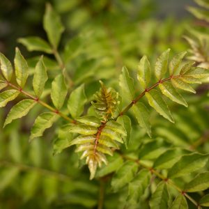 Poivrier de Sichuan’ - Zanthoxylum Piperitum