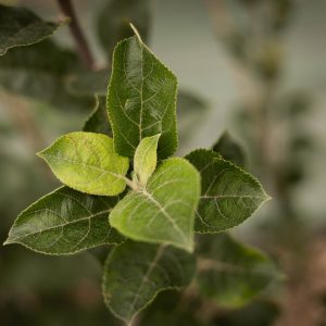 Pommier ‘Blanche de juillet’ – Malus communis