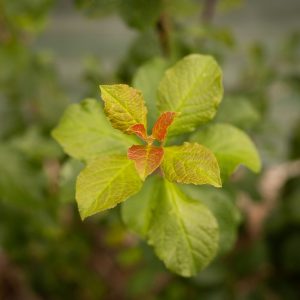 Prunier ‘Reine claude’ - Prunus domestica