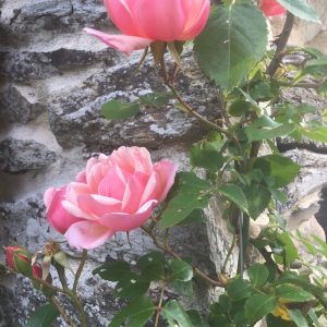 Rosier ‘de Brigitte’ - Rosa