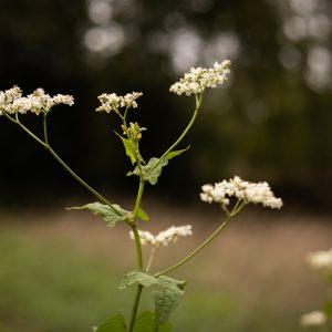 Sarrasin vivace – Fagopyrum acutatum