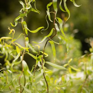 Saule pleureur tortueux - Salix babylonica tortuosa (2)